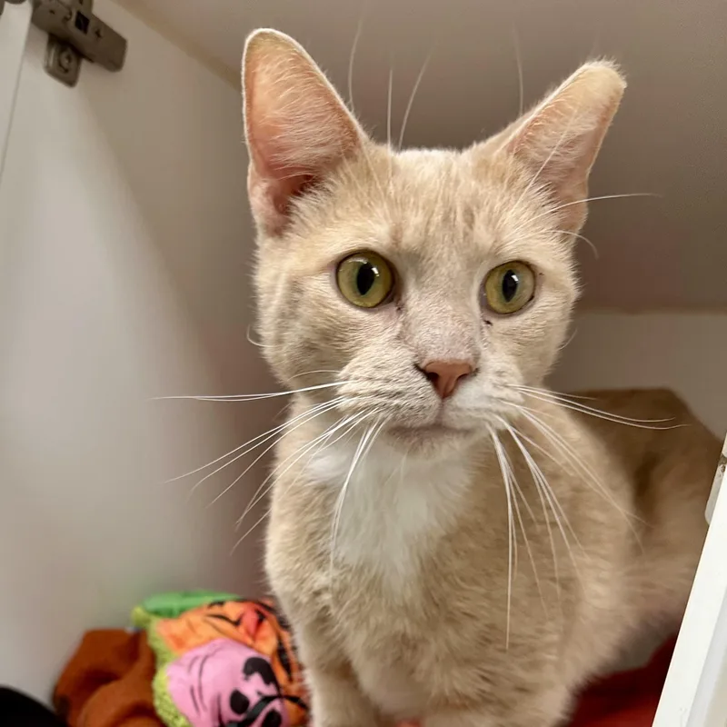 An adult medium-sized male Orange / Red Domestic Short Hair cat named Goose for adoption in Reisterstown, MD