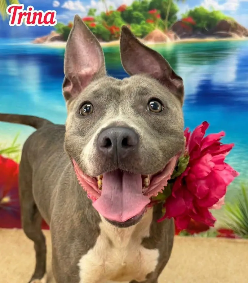 A senior medium-sized female Gray / Blue / Silver Mixed Breed dog named Trina for adoption in Flint, MI