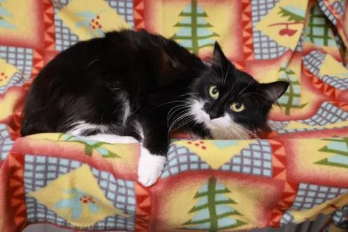 An adult medium-sized female Domestic Medium Hair cat named Charlotte for adoption in Thief River Falls, MN