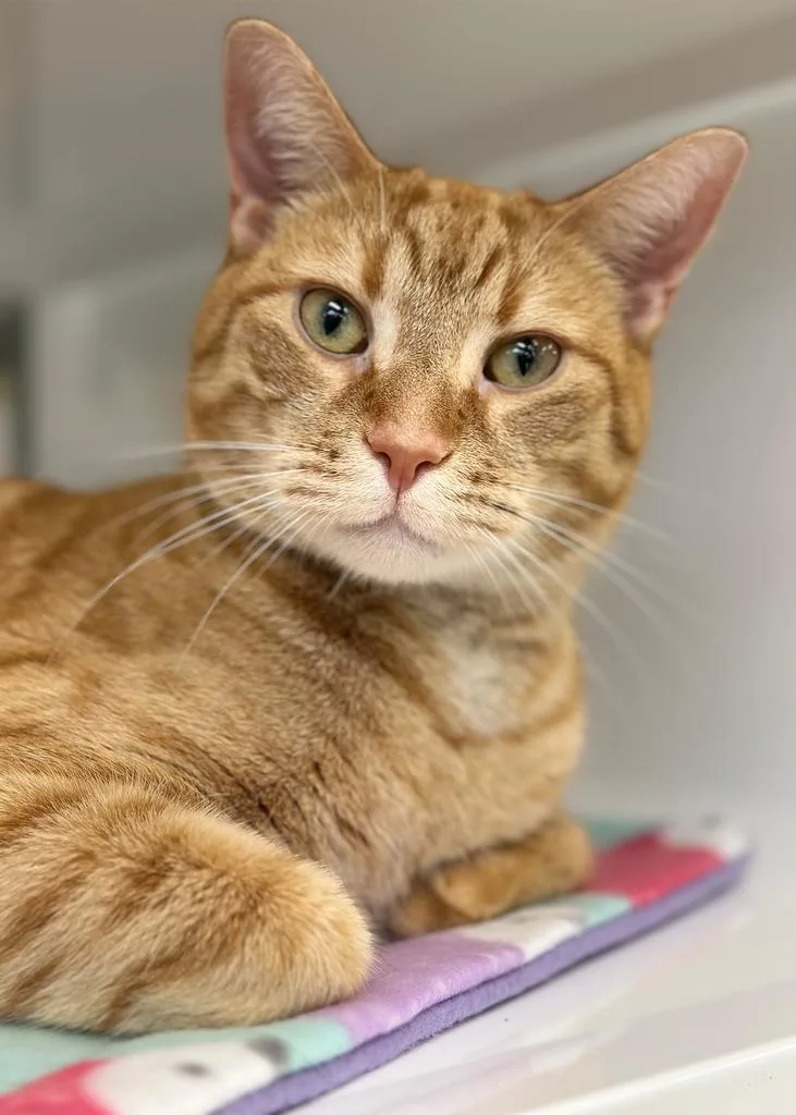 An adult large-sized male Domestic Short Hair cat named Skip for adoption in Saint Paul, MN