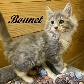 A baby medium-sized male Gray & White Domestic Medium Hair cat named Bonnet for adoption in Southern Pines, NC