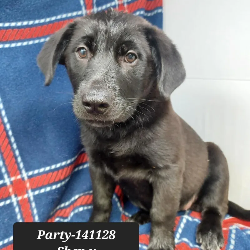 A baby small-sized female German Shepherd Dog dog named Party for adoption in New Tazewell, TN