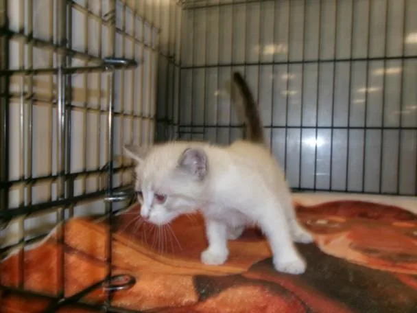 A baby small-sized male Domestic Short Hair cat named Ron for adoption in Van Nuys, CA
