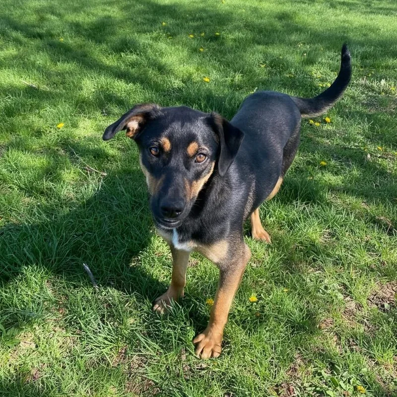A young medium-sized female Black Mixed Breed dog named Janae for adoption in Elyria, OH