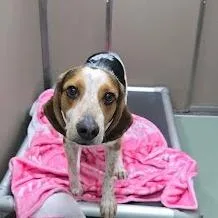 An adult medium-sized male White / Cream Hound dog named Bumper for adoption in Lyndhurst, VA