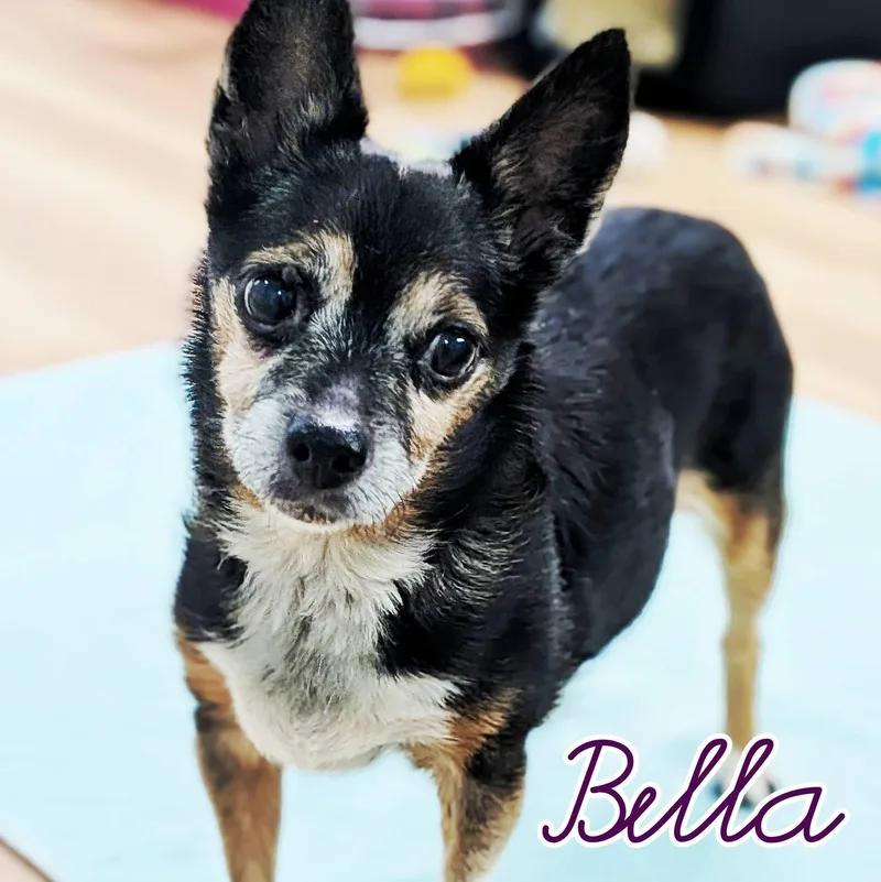 A senior small-sized female Rat Terrier dog named Bella for adoption in Eustis, FL