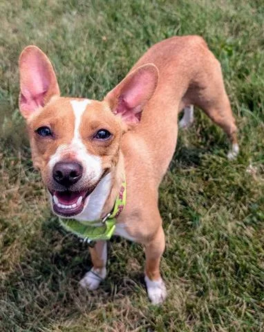 A young small-sized female Chihuahua dog named Griselda for adoption in Akron, OH