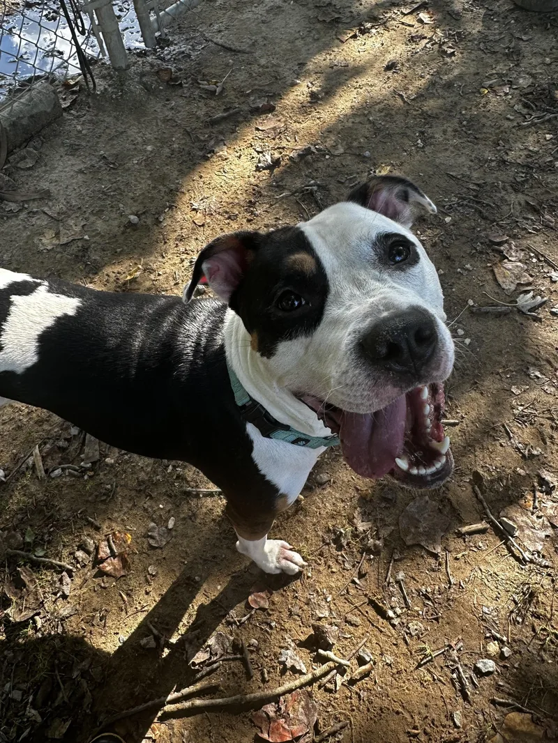An adult medium-sized female Black Pit Bull Terrier dog named Harley Quinn for adoption in Reisterstown, MD