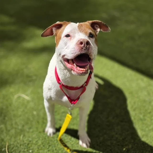 An adult medium-sized female Pit Bull Terrier dog named Hazel for adoption in Las Vegas, NV