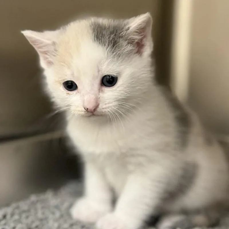Alani