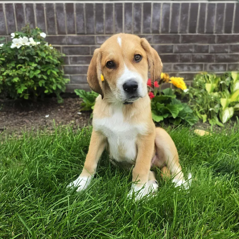 A baby large-sized male Golden Retriever dog named Callahan for adoption in Itasca, IL