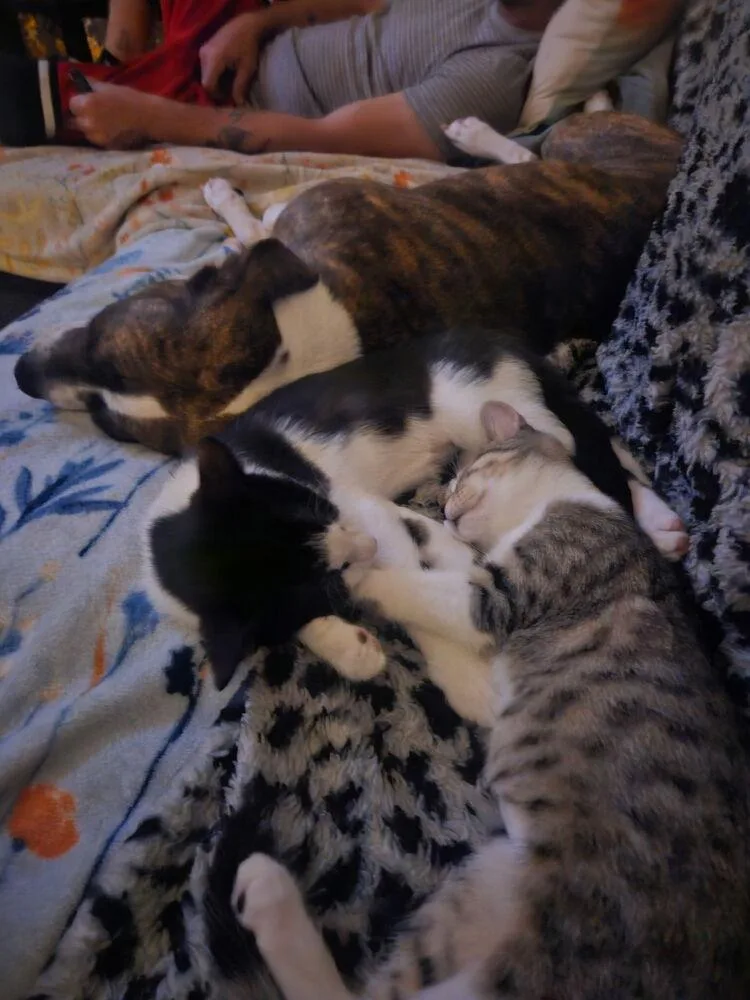 A baby small-sized female Domestic Short Hair cat named Lisa for adoption in West Mifflin, PA