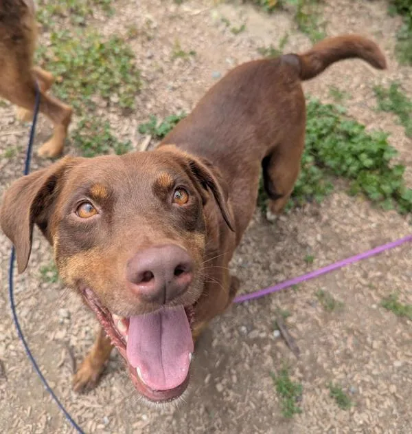 An adult large-sized female Labrador Retriever dog named Sunshine for adoption in Santa Rosa, CA
