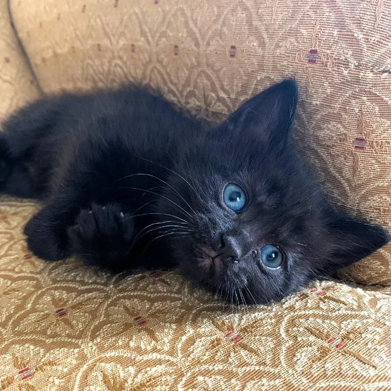 A baby small-sized female Black Domestic Short Hair cat named Clawdia for adoption in Michigan City, IN
