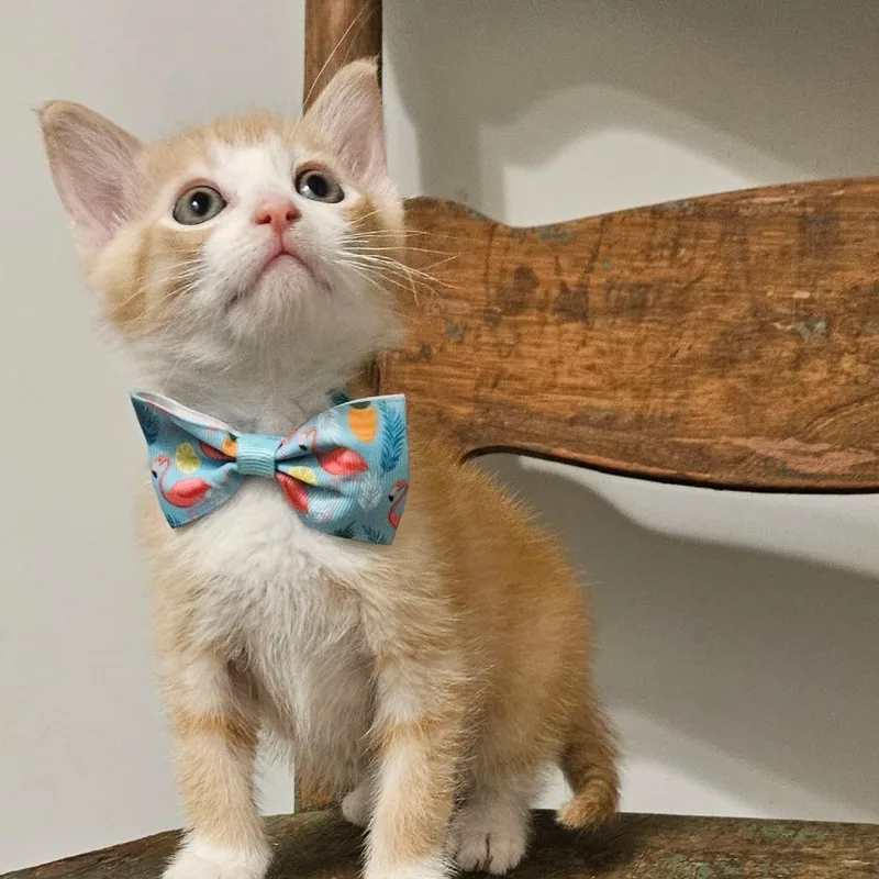 A baby small-sized male Orange / Red Domestic Short Hair cat named Joey for adoption in New Albany, OH