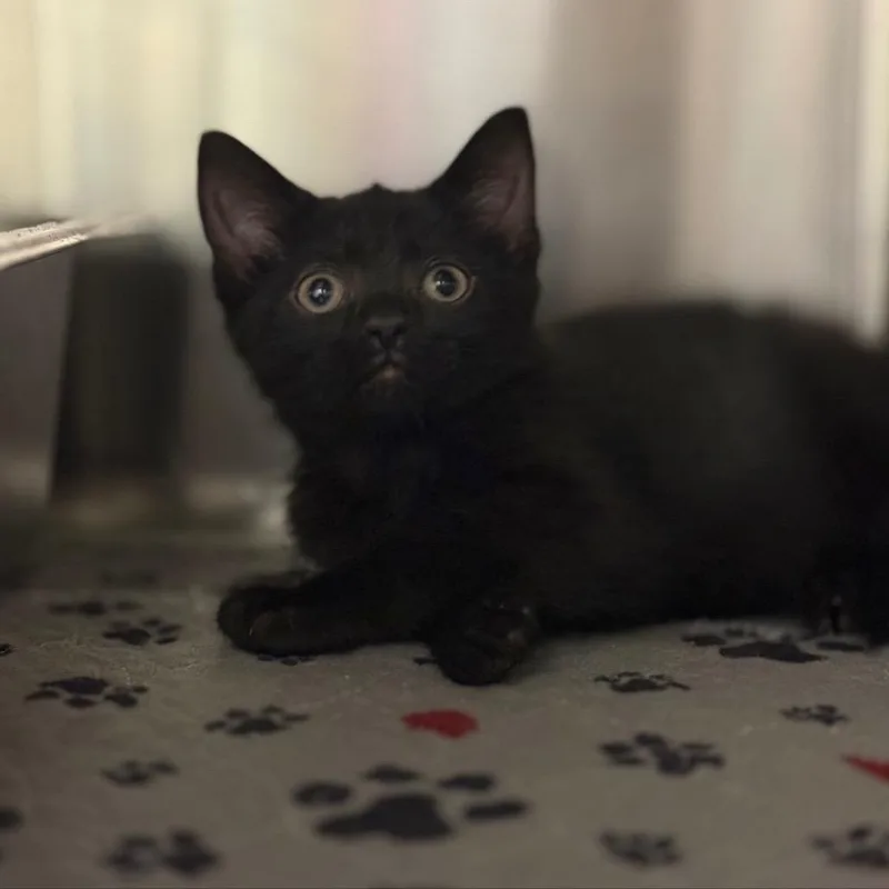 A baby small-sized female Domestic Short Hair cat named Sprite for adoption in Bedford, NH