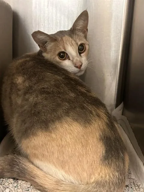 An adult small-sized female Domestic Short Hair cat named Rylie for adoption in Riverside, CA