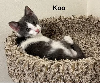 A baby medium-sized male Black Turkish Van cat named Koo for adoption in Liverpool, TX