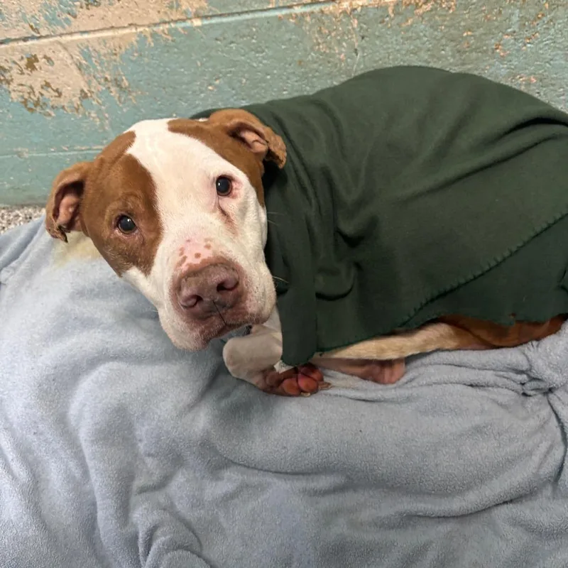 An adult large-sized male Terrier dog named Jojo for adoption in Hartford City, IN