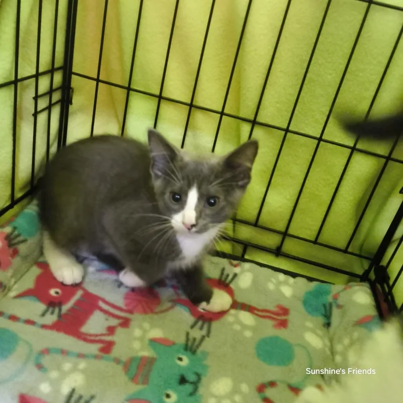 A baby small-sized male Gray / Blue / Silver Domestic Short Hair cat named Cedar for adoption in Jessup, MD