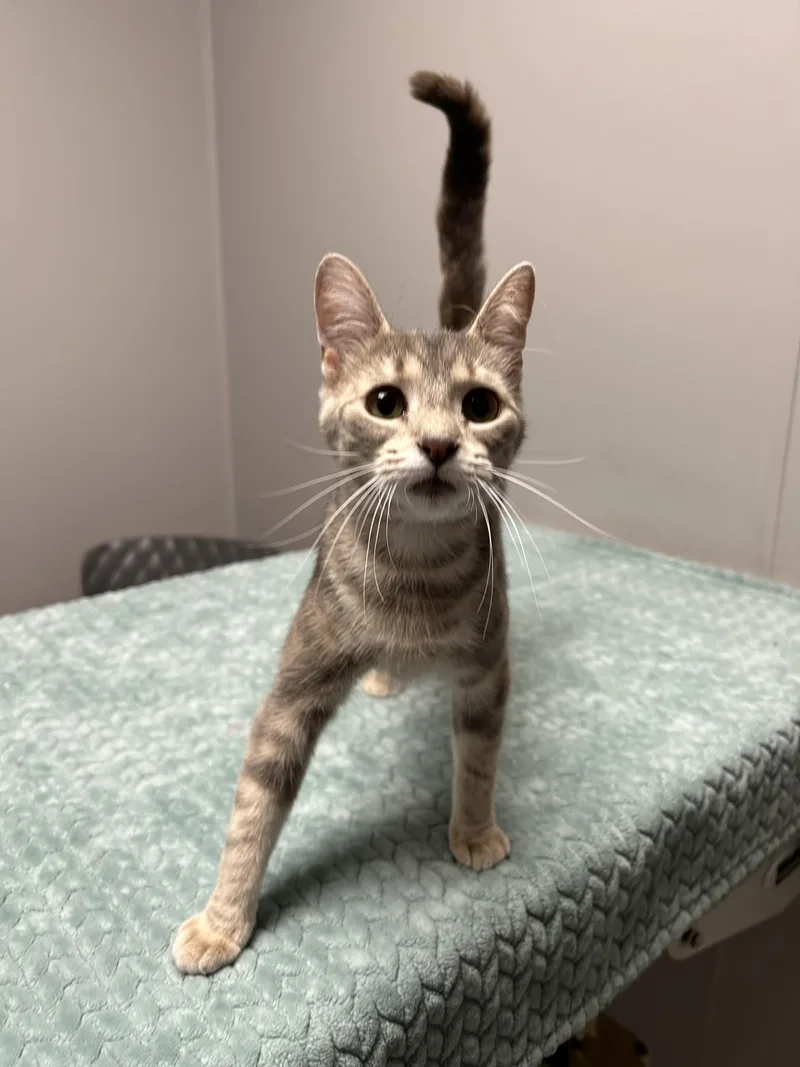 An adult medium-sized female Dilute Tortoiseshell Domestic Short Hair cat named Bell for adoption in Walker, MI
