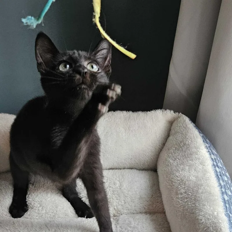 A baby small-sized male Black Domestic Short Hair cat named Hamilton for adoption in Tallahassee, FL