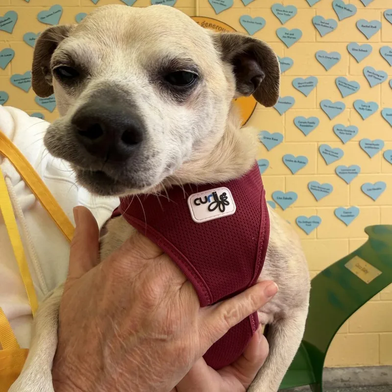 A senior small-sized male Yellow / Tan / Blond / Fawn Chihuahua dog named Inchworm for adoption in San Francisco, CA
