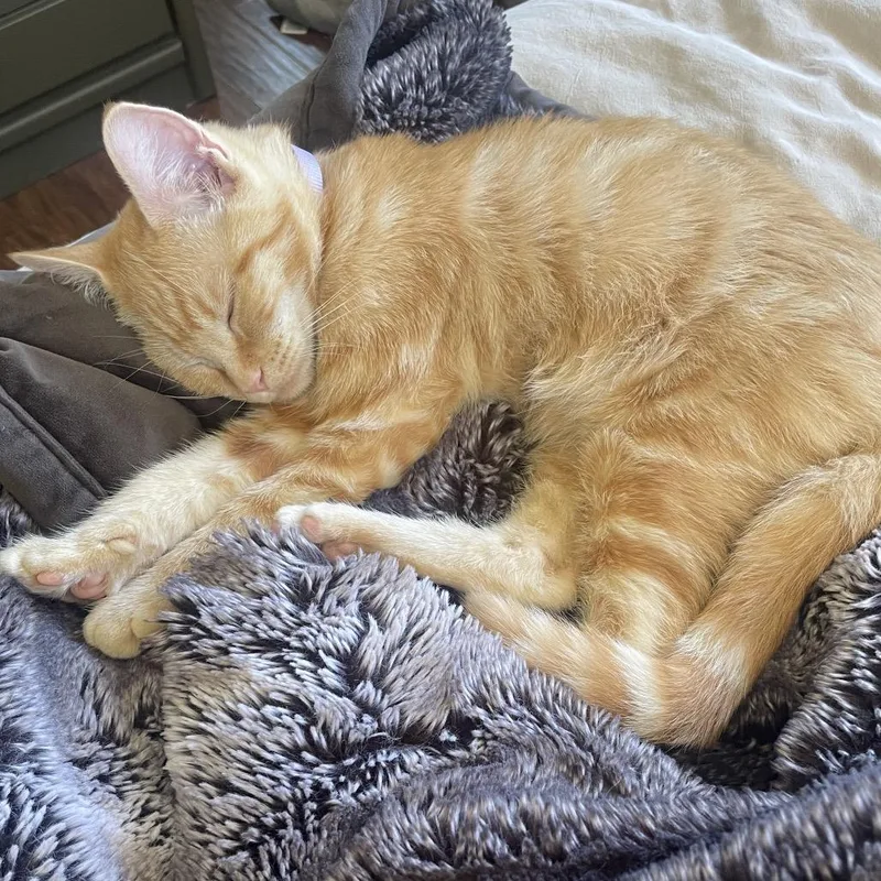 Laffy Taffy thumbnail 2