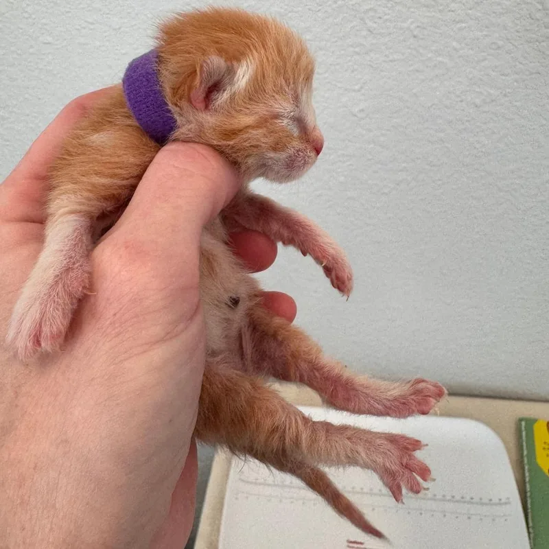 Laffy Taffy thumbnail 3