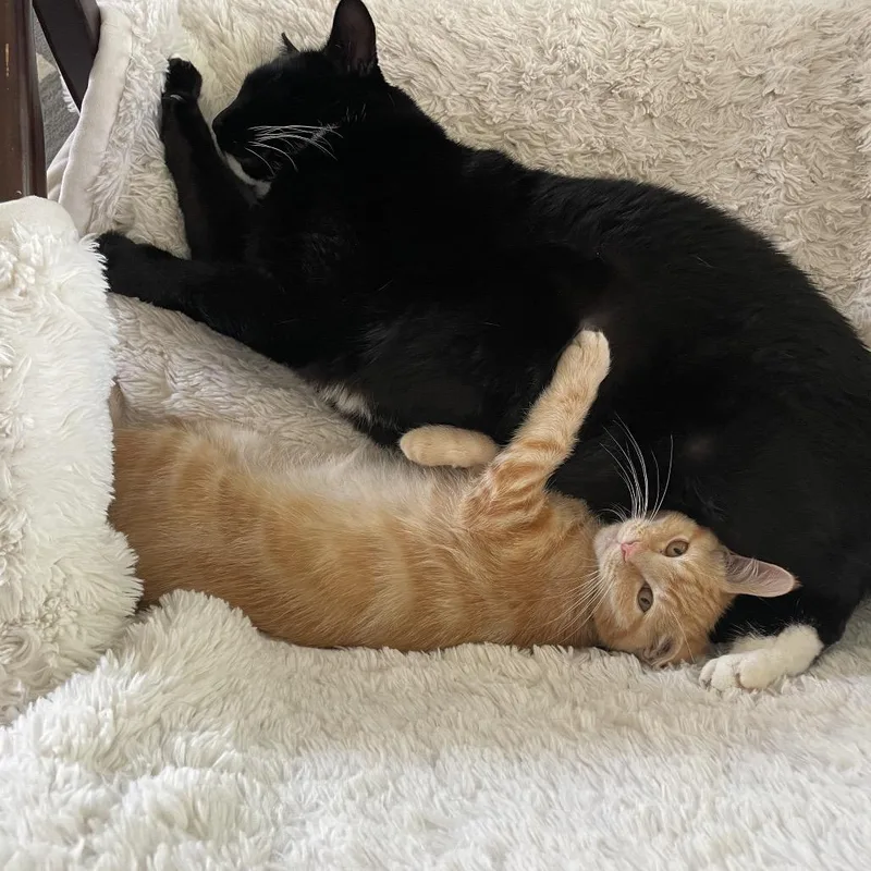 Laffy Taffy thumbnail 4