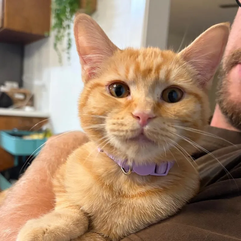 Laffy Taffy thumbnail 5