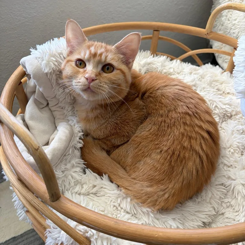 Laffy Taffy thumbnail 6