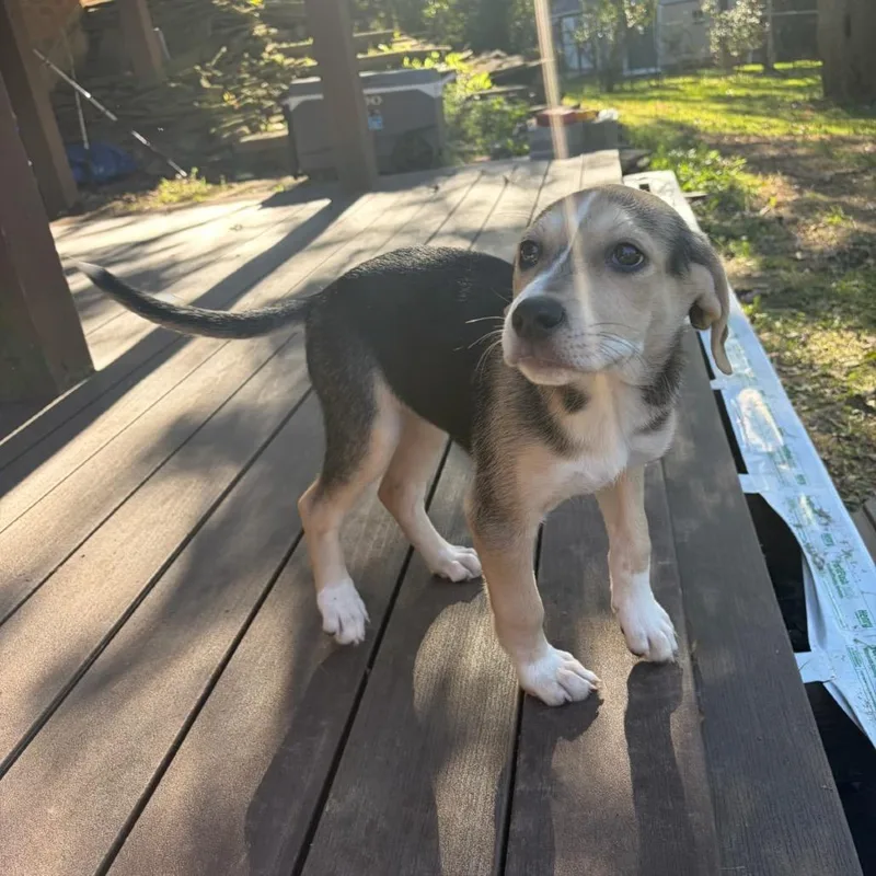 A baby small-sized female Yellow / Tan / Blond / Fawn Hound dog named Crumb for adoption in Fredericksburg, VA