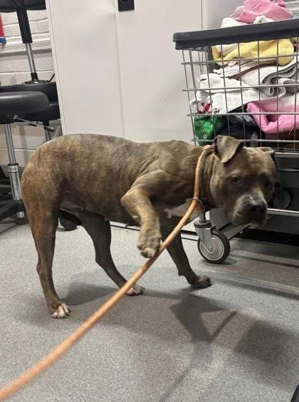 An adult medium-sized female Mixed Breed dog named Princess Bubblegum for adoption in West Chester, PA