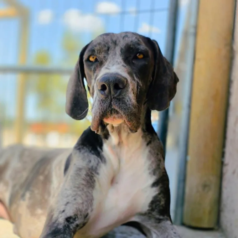 A young extra large-sized female Merle (Blue) Great Dane dog named Dove for adoption in Tehachapi, CA
