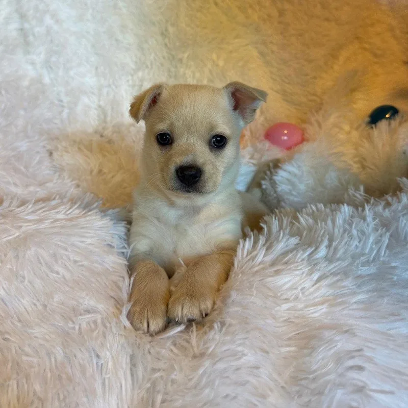 A baby small-sized female Chihuahua dog named Pastel for adoption in Chico, CA