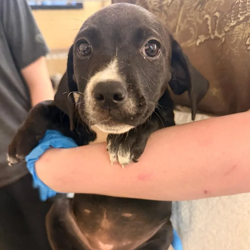 A baby small-sized female Black Mixed Breed dog named Supergirl for adoption in Corinth, MS