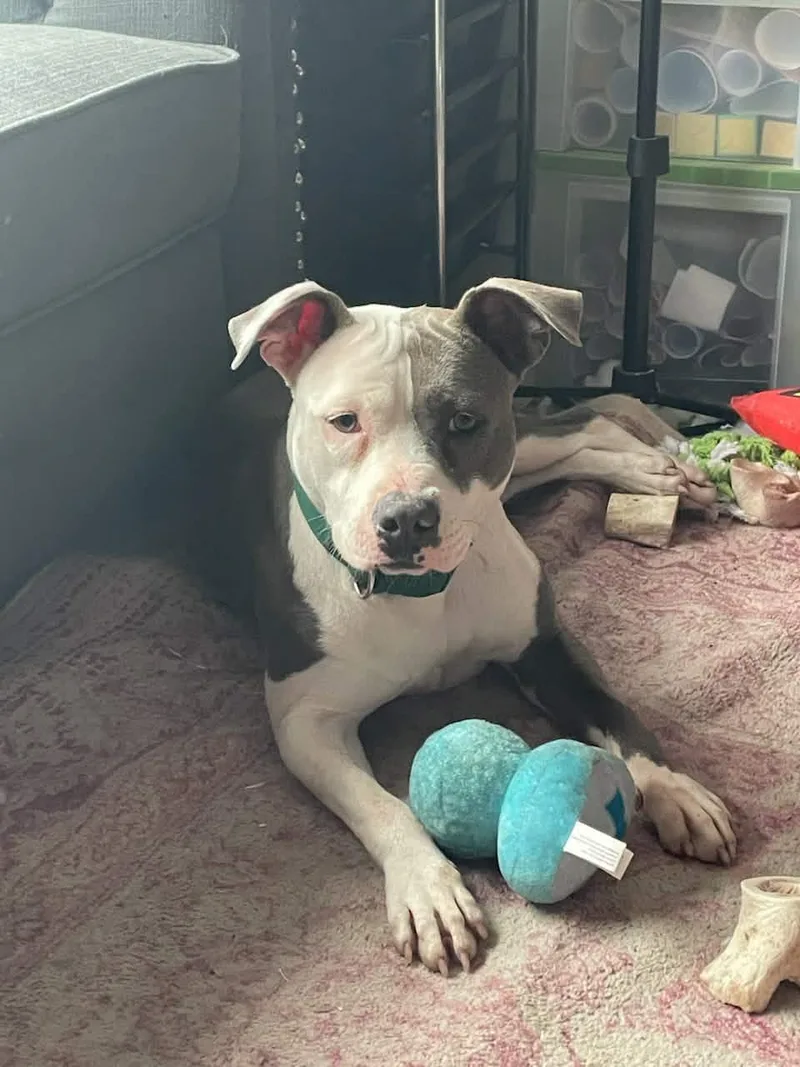 An adult medium-sized female Pit Bull Terrier dog named Daisy for adoption in Wantagh, NY