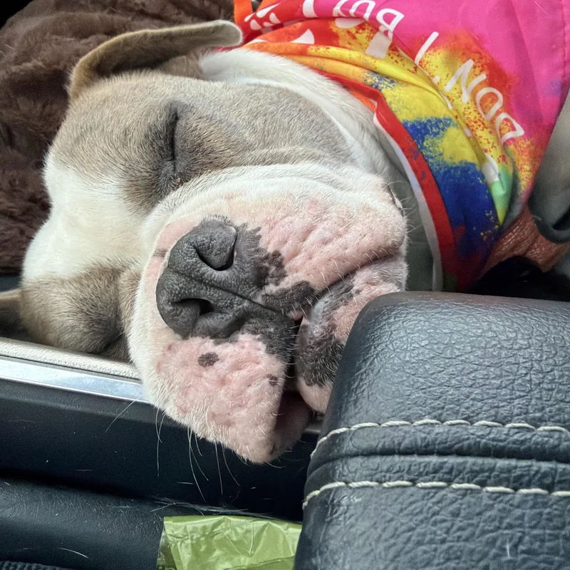 A young medium-sized male American Bulldog dog named Bubba for adoption in Saratoga Springs, NY