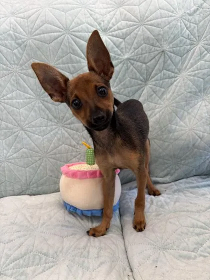 A baby small-sized female Chihuahua dog named Reba for adoption in Bloomsburg, PA
