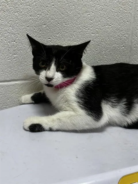 A baby small-sized female Domestic Short Hair cat named Strawberry for adoption in Upper Marlboro, MD