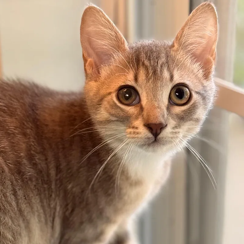 A baby small-sized female Domestic Short Hair cat named Caris for adoption in Cumming, GA