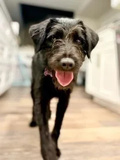 An adult large-sized female German Wirehaired Pointer dog named Aggie for adoption in Broomfield, CO