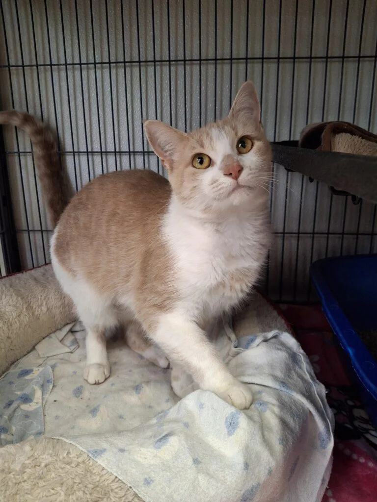 An adult medium-sized female Domestic Short Hair cat named Patches for adoption in Ironwood, MI