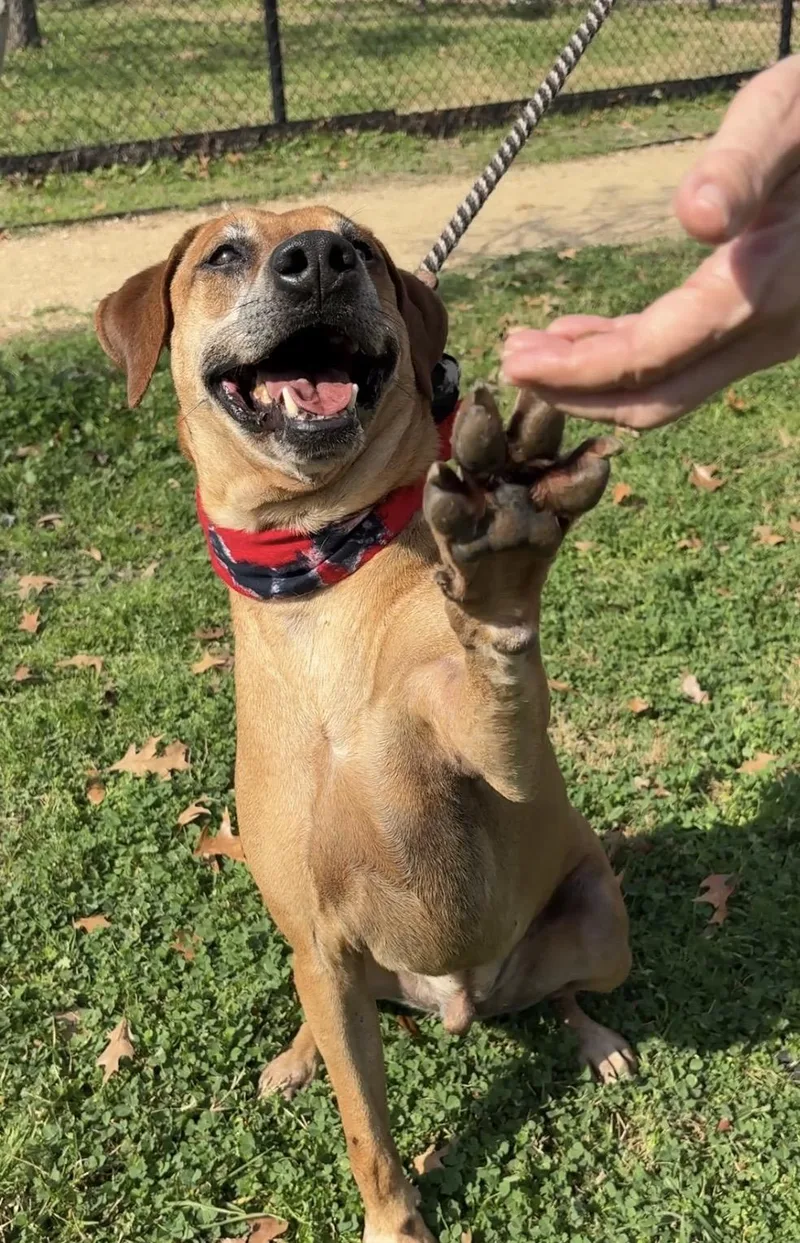 An adult medium-sized male Labrador Retriever dog named Benson for adoption in Cypress, TX
