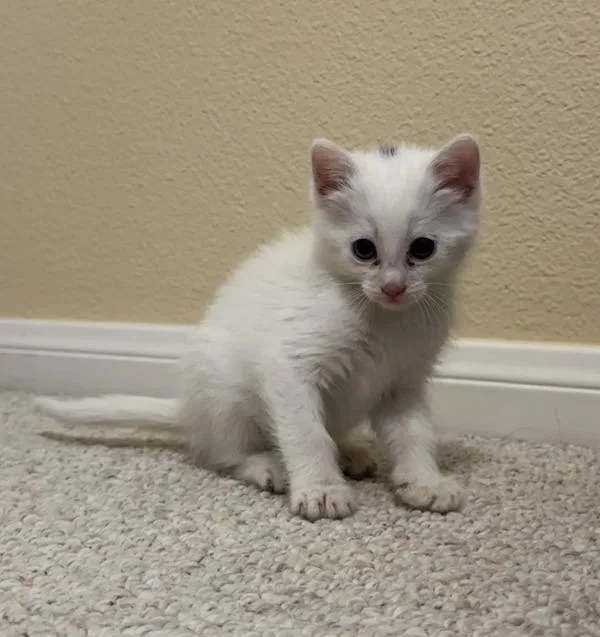 A baby small-sized female Domestic Short Hair cat named Rizzo for adoption in San Diego, CA