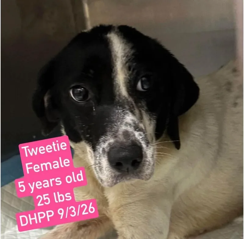 An adult small-sized female Mixed Breed dog named Tweetie for adoption in Westwood, NJ