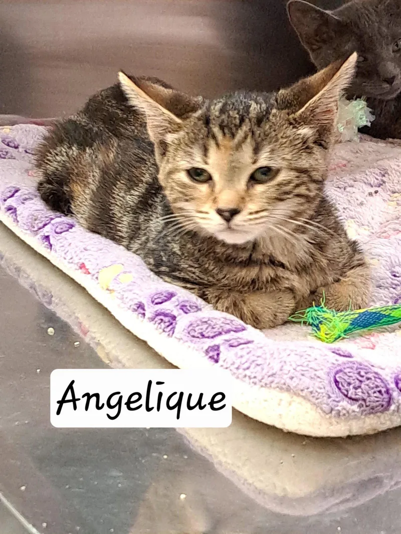 Angelique thumbnail 2