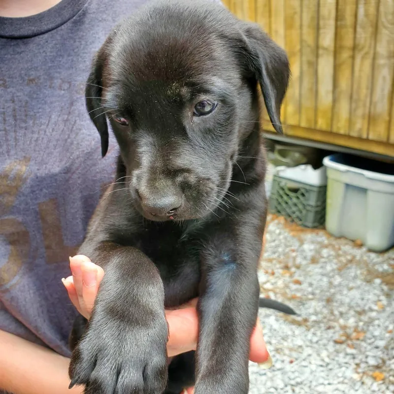 A baby large-sized female Black Labrador Retriever dog named Sabrina for adoption in Quakertown, PA