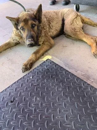 A baby large-sized male Brown / Chocolate German Shepherd Dog dog named Scooby for adoption in El Paso, TX